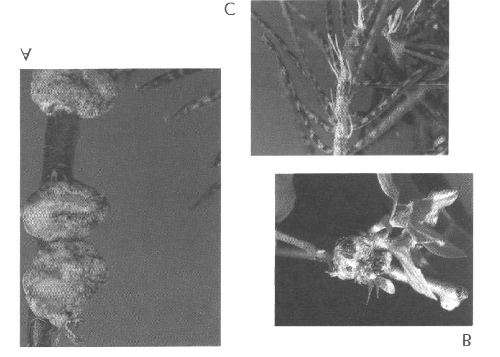 Agrobacterium: Angiospermas (eudicotiledôneas, mono) e Gimnospermas) Rhizobiaceae