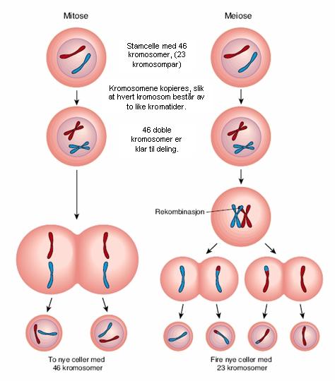 Meiose 46 cromossomos Meiose I (2n) Duplicação Recombinação Meiose II