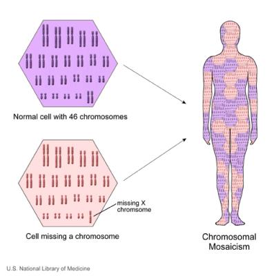 Mosaicismo q Células Germinativas q Indivíduo normal q Autossômicas dominantes q Heranças ligadas ao X q Distrofia muscular de Duchene q Síndrome