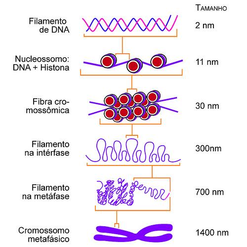 1. Cromossomos: conceito, estrutura e função ncromatina
