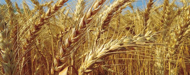 Só para ter ideia, a produtividade média de soja em palhada de trigo chega a ser 10% maior em relação à palhada de milho safrinha, compara o pesquisador de manejo de solo da Embrapa, Henrique Debiasi.