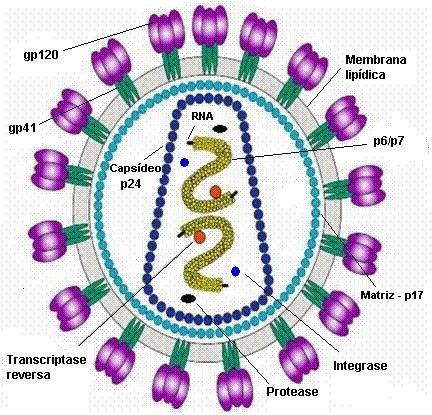 20 o seu genoma de RNA em uma molécula de ácido desoxirribonucléico (DNA) de dupla fita, previamente a integração do genoma do vírus ao cromossomo da célula hospedeira.