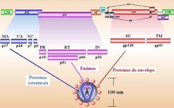 22 Figura 2 - Organização genômica do HIV-1, mostrando o provírus integrado, flanqueado por repetições terminais (U3, R e U5), e os genes estruturais e acessórios (Adaptado de www.stanford.edu/.