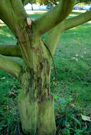 CITRINOS (LARANJEIRA, TANGERINEIRA, LIMEIRA, LIMOEIRO, TORANJEIRA, CUMQUATE) GOMOSE BASAL OU GOMOSE PARASITÁRIA (Phytophthora spp.