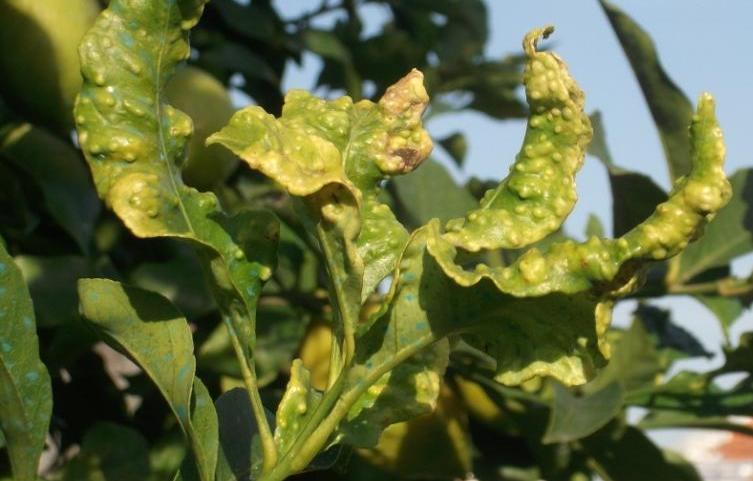 PSILA AFRICANA (Trioza erytreae) As capturas de adultos na