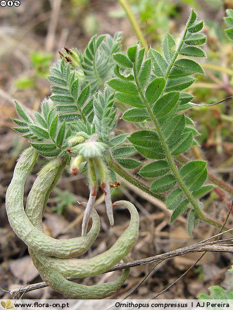 naturais locais. fornecerão ao solo uma quantidade apreciável de azoto. Serradela Trevo-morango (Trifolium fragiferum) (Imagens adotadas de http://flora-on.