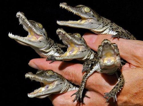 2. Fatores ambientais - Temperatura Nos crocodilianos, em muitas tartarugas e em alguns lagartos, o sexo é determinado pela
