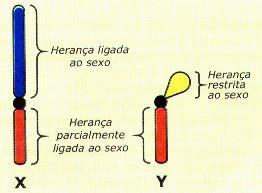 Os genes localizados nessa região especial do cromossomo X são chamados de genes ligados ao sexo ou genes ligados ao cromossomo X.