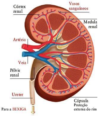 Sistema Urinário - RIM Dois órgãos grandes Avermelhados Forma de feijão