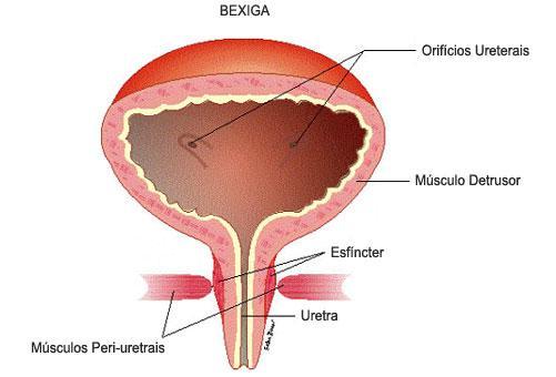 Sistema Urinário - BEXIGA Anatomia 250ml - Cavidade
