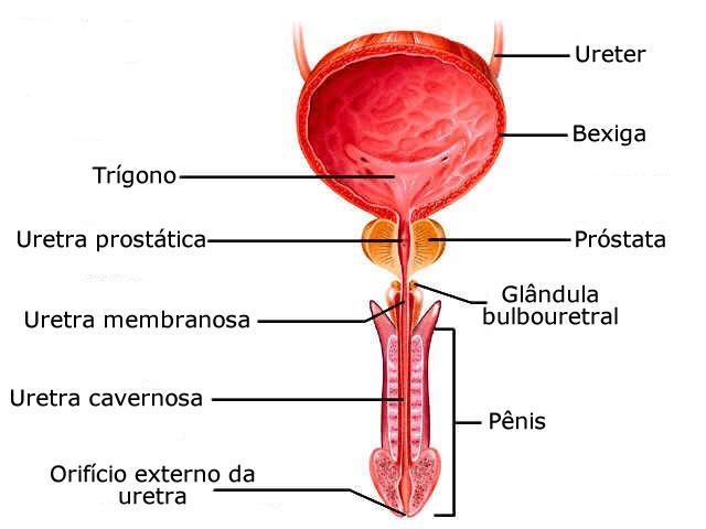 Sistema Urinário - URETRA Função 18-20 cm 4 cm