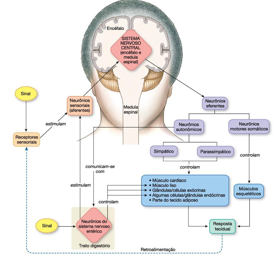 SNP manda informações para o SNC pelos neurônios aferentes Neurônios