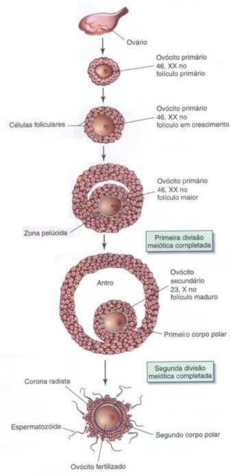Oogônias mitose durante a vida fetal Folículo primário Folículo primordial Antes do nascimento 1ª divisão meiótica PÁRA NA PRÓFASE