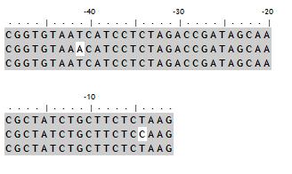 Braz e Morais, (2009), foram confirmadas por pesquisa no NCBI (Nactional Center for Biotechnology Information) utilizando a ferramenta BLAST( Basic local alignment search tool).