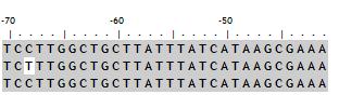 nucleotídeos no isolado se encontram nas seguintes posições ( -9, -21, -24, -68, -120, -136, - 143, -164) e os 40 sitios de deleções nas posições (-27, -193, -250 até -212).