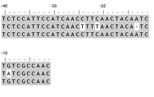 Figura 3- Alinhamento das seqüências da região amontante do gene PRB1, dos três isolados de P. brasiliensis (, e ).