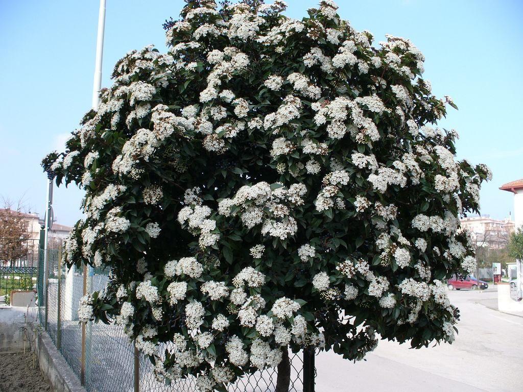 Folhagem: Caducifólia (x) Perenifólia ( ) Floração: Branca, lilás e rosa durante a