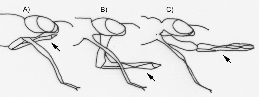 Anisoptera (direita) da ordem Odonata. Fotos: Patrícia S. Ferreira-Peruquetti Figura 2.
