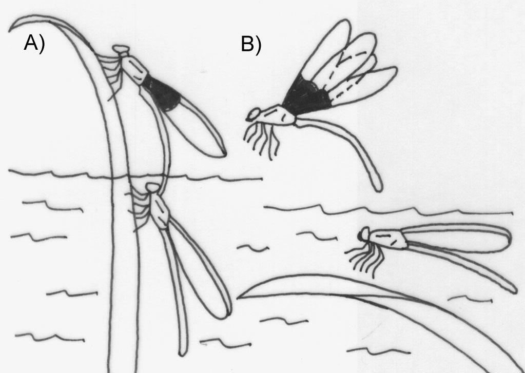 4 Figura 3. Esquema de oviposição endofítica (A) e assistida pelo macho (B), em Hetaerina. Modificado de JOHNSON (1961). 1.2.