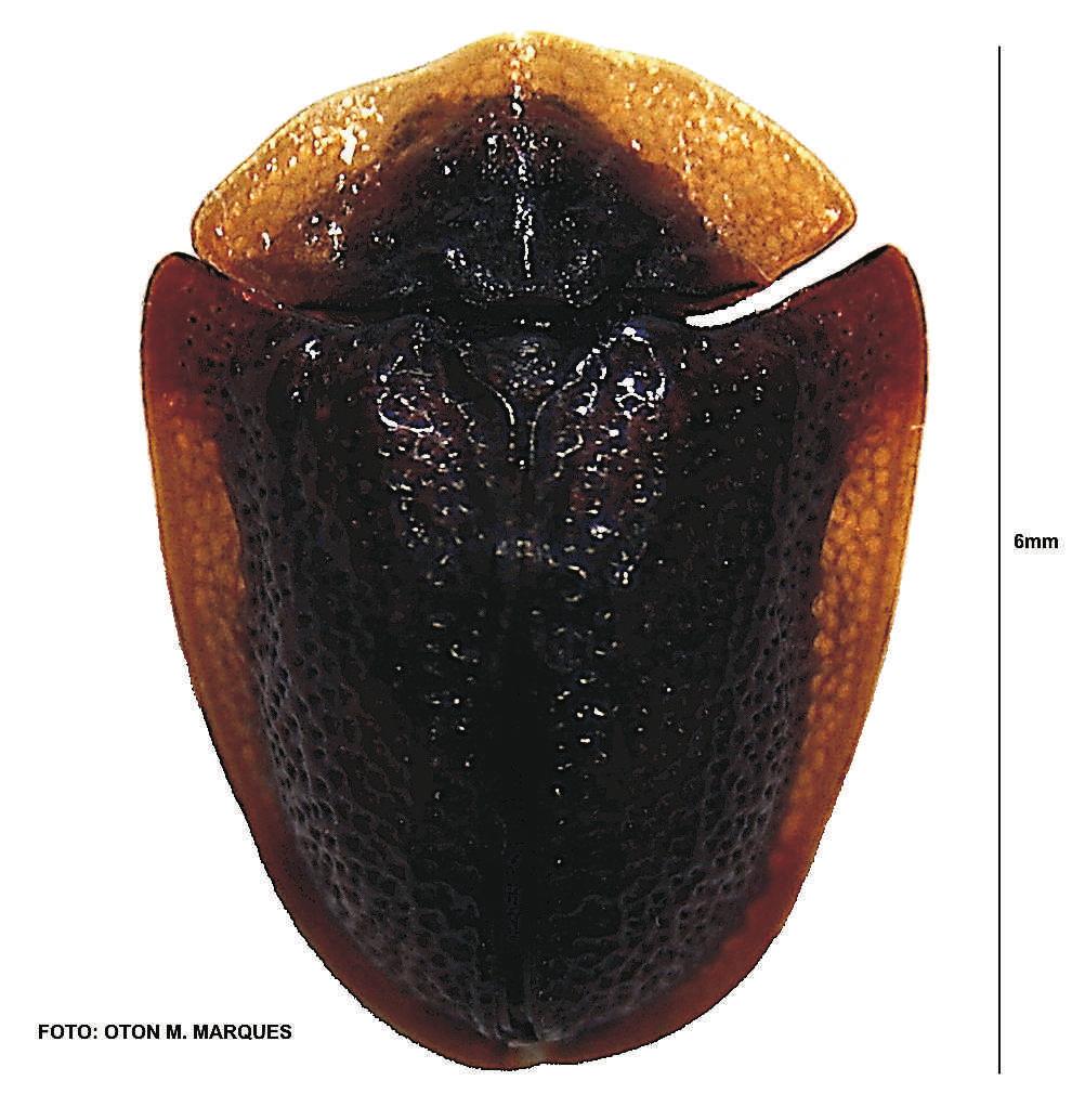 102 Espécies da subfamília Cassidinae sensu stricto da ordem Coleoptera e família Chrysomelidae são encontradas em todas as regiões da Terra (HINCKS, 1952; SEENO & WILCOX, 1982).