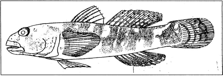 Figura 4: Desenho esquemático do exemplar da espécie