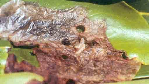 Os ovos são postos sobre a folha, que são minadas pelas larvas (Figura 18). Os adultos se alimentam das folhas fazendo perfurações arredondadas.