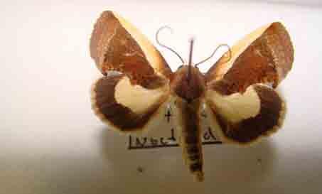 e Cocytius antaeus Drury, 1773) O adulto de Gonodonta sp. é uma mariposa (Lepidoptera: Noctuidae) de cor cinza-escura, medindo 2,5 cm a 3 cm de envergadura.