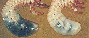 Paenibacillus popilliae e P. lentimorbus doença leitosa dos tipos A e B em coleopteros O primeiro programa bem sucedido de controle de insetos foi o uso de P.