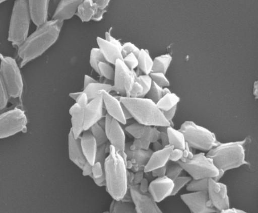 Microscopia de contraste de fases de B. thuringiensis mostrando: (c) cristais; (e) esporos (2.000x).