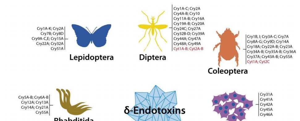 Proteínas