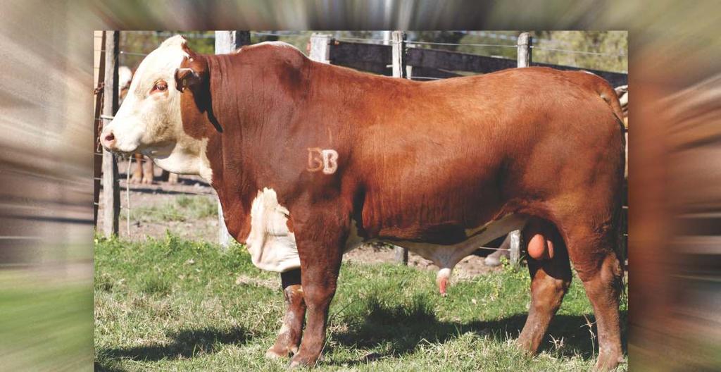 Lote: 11 (TOURO BRAFORD) - 2 Anos - Agropecuária Rincão da Figura Tatuagem Registro Data nasc.