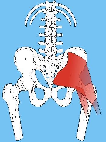 Extensores do Quadril Glúteo máximo: