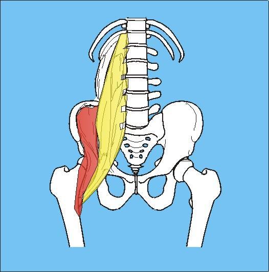 Iliopsoas: Flexores do Quadril Origem: M.