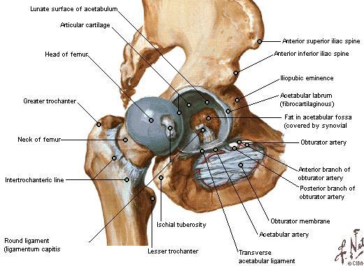 Articulação coxofemoral Acetábulo ósseo e