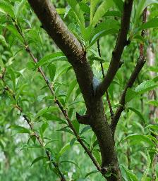 Bioecologia, monitoramento e controle da mariposa oriental na cultura do pessegueiro no Rio Grande do Sul 7 pessegueiro (SALLES; MARINI, 1989; BOTTON et al., 2005a).