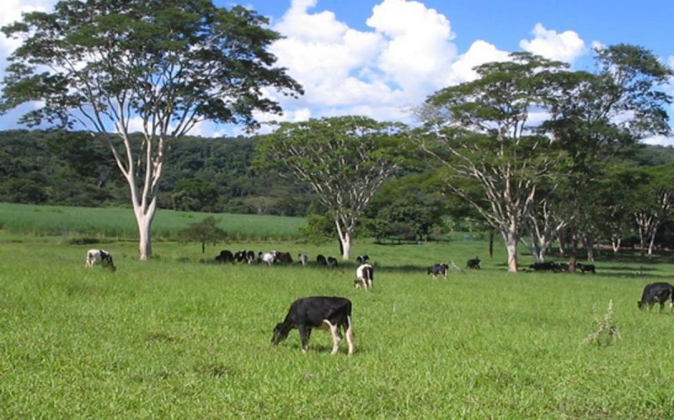 MATRIZES PRÓXIMO AO PARTO PIQUETE MATERNIDADE IMPLANTAR ROTINA DE ACOMPANHAMENTO DOS PARTOS MANEJAR VACAS E BEZERROS AO