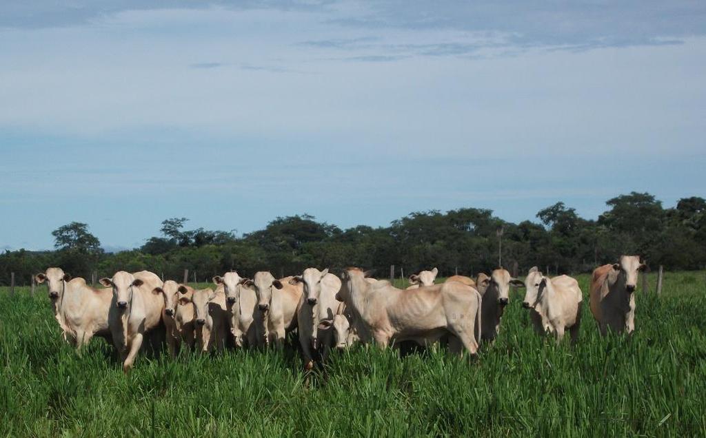 SOBREANO DADOS ZOOTÉCNICOS PESAGEM FÊMEAS