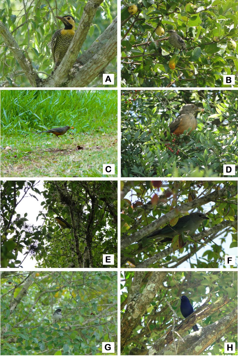 Figura 2 Aves que foram observadas alimentando-se dos frutos estudados 5 Legenda: Aves dispersoras dos frutos de algumas espécies frutíferas dos Campos da UEPG.