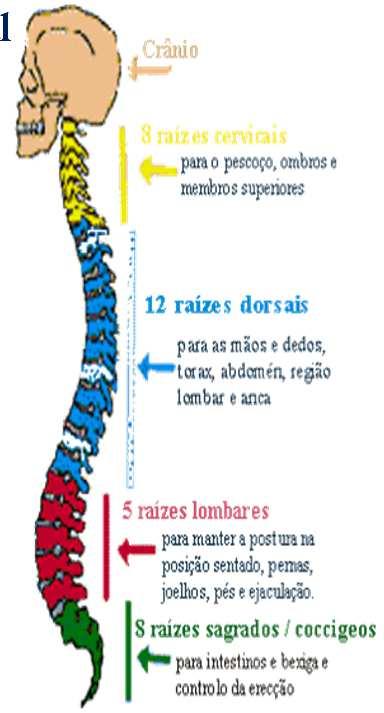 Traumatismo da Medula Espinhal Conceito: É o traumatismo que ocorre na medula espinhal como