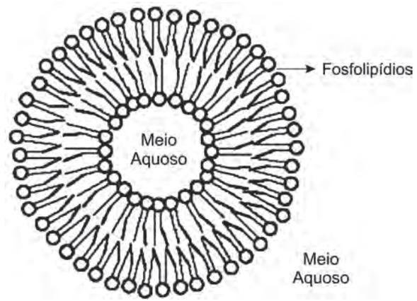 Fosfolipídeos Característica