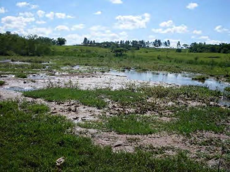 53 As nascentes do córrego do Cedro formam uma cabeceira de drenagem em anfiteatro associado ao predomínio de vertentes retilíneas, a jusante ao longo do curso de água há o domínio de vertentes