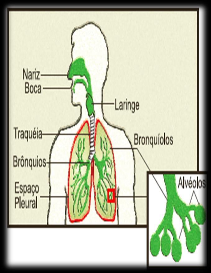 Ao inalar as gotículas contendo os bacilos, muitos ficam retidos no trato respiratório superior.