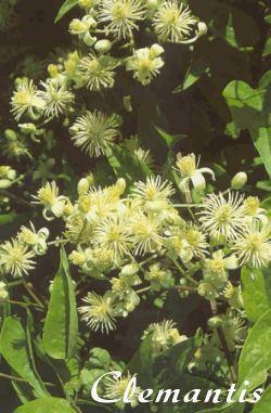 Clematis Auxilia a estabilizar pessoas com personalidade dispersivas e sonhadoras, com problemas de