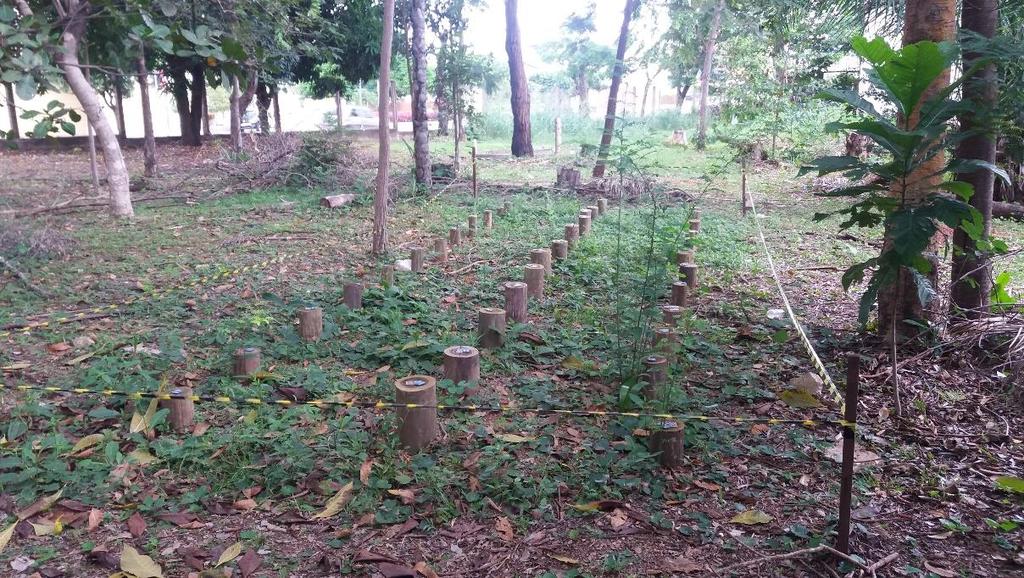 O ensaio de campo foi implantado em Dezembro de 2015, em região de floresta secundária, próxima ao Viveiro da Faculdade de Engenharia Florestal, da UFMT campus Cuiabá, Mato Grosso, conforme Figura 2.