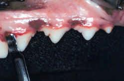 1 - Exodontia Foram realizadas duas incisões sulculares (face vestibular e lingual), bilateralmente, com auxílio