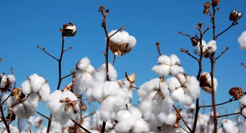 embalagem, que se concentram na região asiática. Recentemente, o ICAC (International Cotton Advisory Committee) publicou uma estimativa da colheita e do consumo de algodão para o próximo ano.