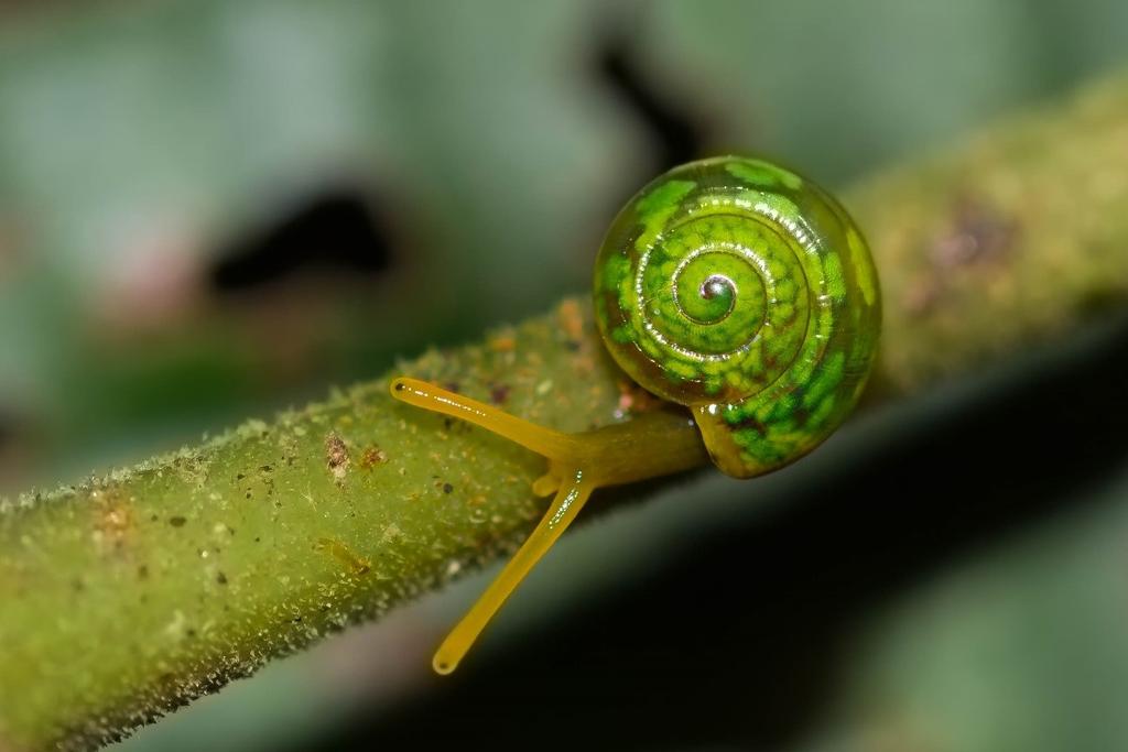 Doce lar Mata Atlântica Muitos organismos na natureza carregam seu abrigo, entre eles algumas espécies de larvas de insetos e, os mais populares, os caramujos.