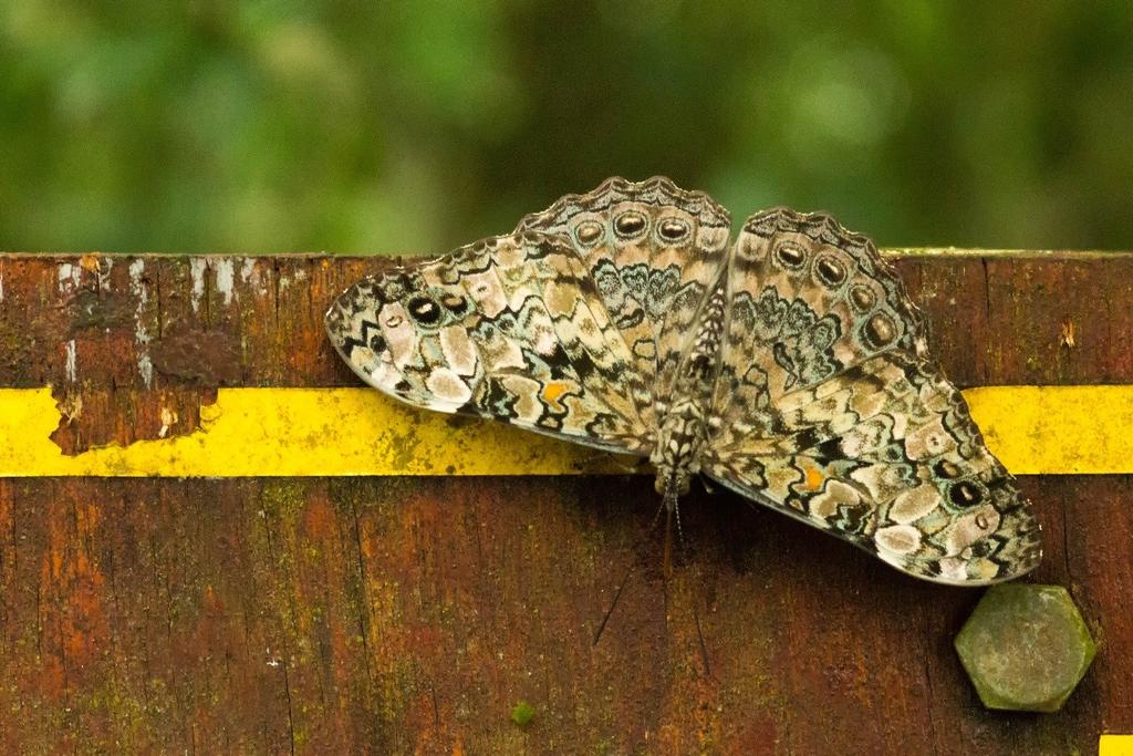 Pelo caminho Mata Atlântica Uma das formas mais interessantes para o cidadão conhecer a natureza é através de trilhas em parques e reservas naturais do país.