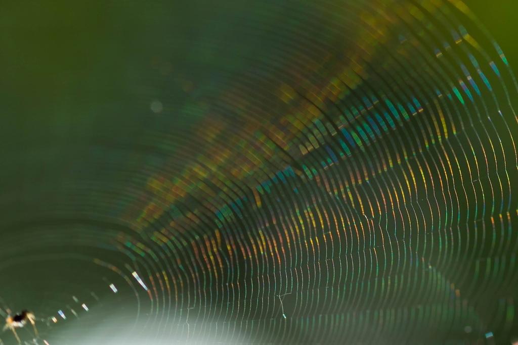 Espectro da luz Floresta Amazônica Esta fotografia captura um