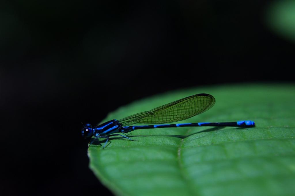 Sombras azuis Floresta Amazônica As donzelinhas são insetos parentes das libélulas.